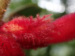 Columnea inaequilatera
