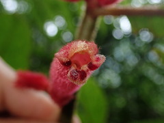 Columnea inaequilatera