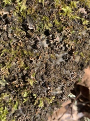 Peltigera elisabethae