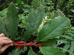 Columnea inaequilatera