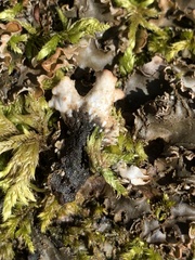 Peltigera elisabethae