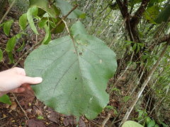 Coccoloba pubescens