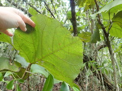 Coccoloba pubescens