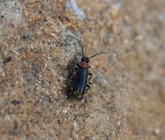 Pedilus bardii