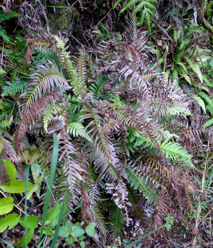 Kermadec rasp fern (Blechnum kermadecense)