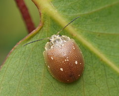 Paropsis aegrota