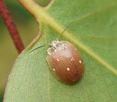Paropsis aegrota