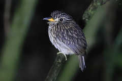 White-Chested Puffbird photo 4