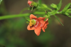 Alonsoa meridionalis