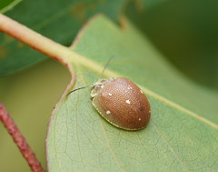 Paropsis aegrota