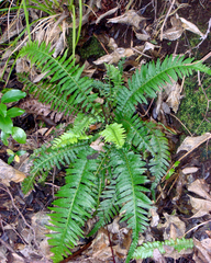 Blechnum kermadecense