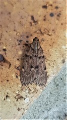 Mimaglossa nauplialis