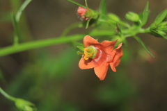 Alonsoa meridionalis