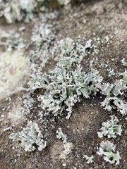 Ramalina labiosorediata