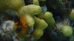 Spirobranchus corniculatus