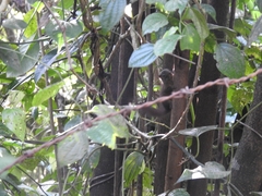 Funambulus sublineatus