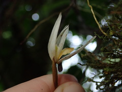 Maxillaria acuminata
