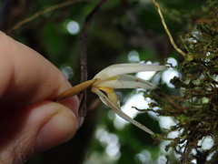 Maxillaria acuminata