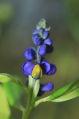 Monnina salicifolia