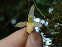 Maxillaria acuminata