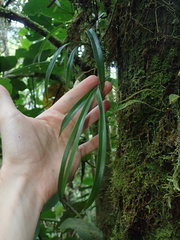 Maxillaria acuminata