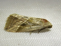 Micrathetis tecnion