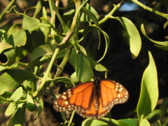 Danaus plexippus