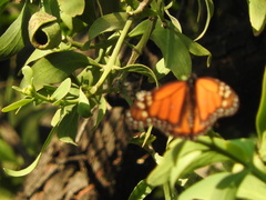 Danaus plexippus
