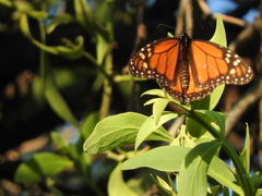Danaus plexippus