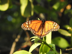 Danaus plexippus