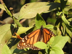 Danaus plexippus