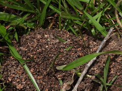 Camponotus consobrinus