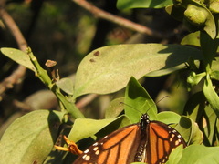 Danaus plexippus