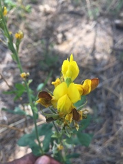 Thermopsis