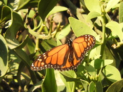Danaus plexippus