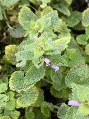 Lamium purpureum