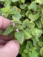 Lamium purpureum