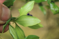 Monnina salicifolia