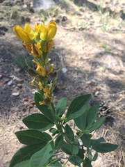 Thermopsis