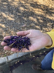 Muellera sanctae-marthae