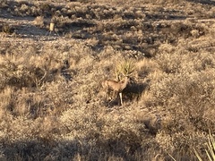 Odocoileus hemionus eremicus