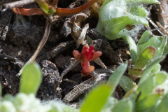 Crassula solieri