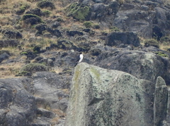 Daptrius albogularis