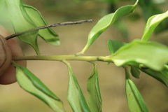 Monnina salicifolia