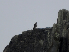 Daptrius albogularis