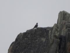 Daptrius albogularis