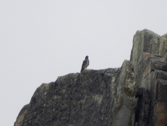 Daptrius albogularis