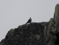 Daptrius albogularis