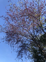 Muellera sanctae-marthae