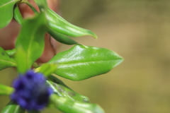 Monnina salicifolia
